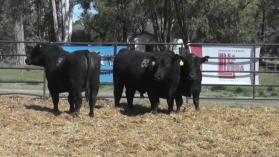 Lote TOROS ANGUS NEGROS PC