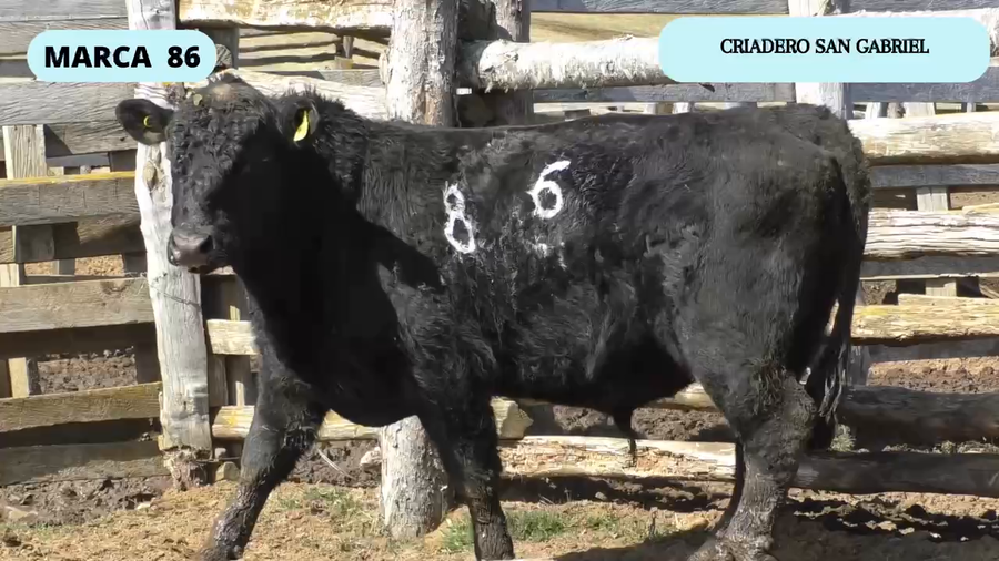 Lote 1 Toro en Coyhaique, XI Región Aysén