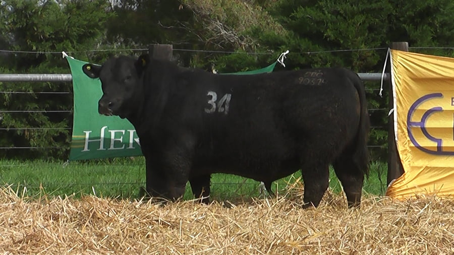 Lote TOROS ANGUS PUROS CONTROLADOS