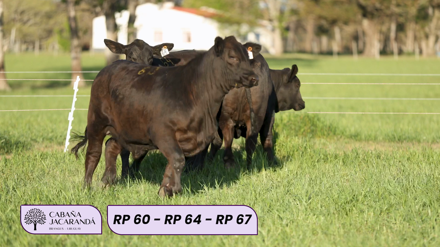 Lote Cabaña Jacarandá