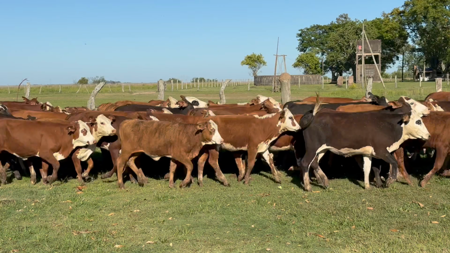 Lote 114 Terneras en Corrientes, Mercedes