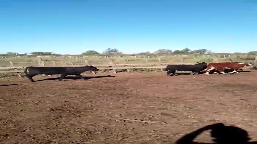 Lote 200 Terneros/as en Ceibas, Entre Ríos