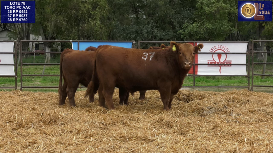 Lote TOROS ANGUS COLORADOS PC