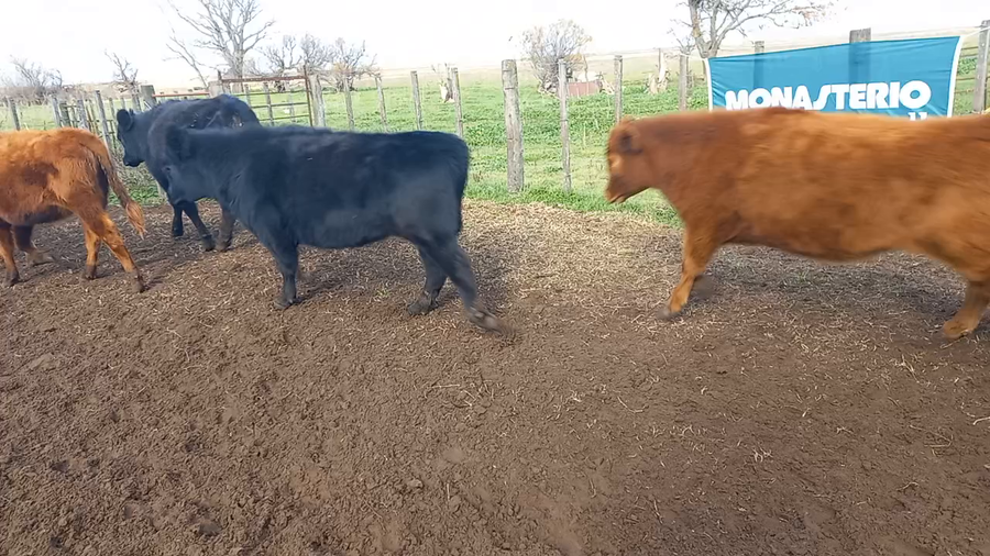 Lote 30 Terneras en Daireaux