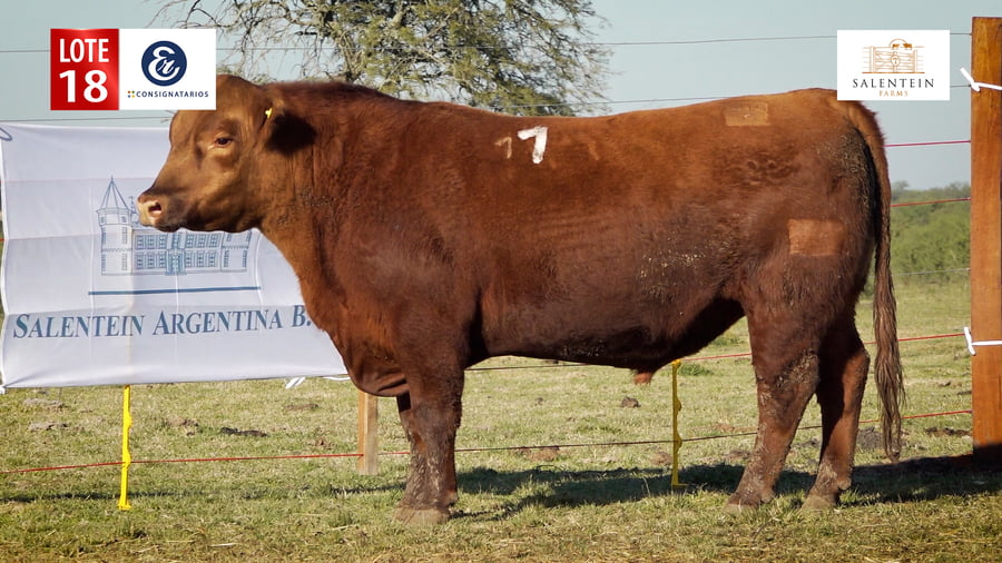 Lote LOTE 18 - TOROS ANGUS COLORADO PC NO. 1
