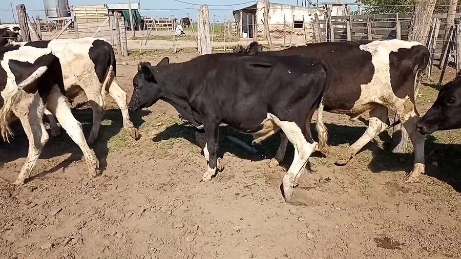 Lote 27 terneros  en Santa Fe, Las Palmeras