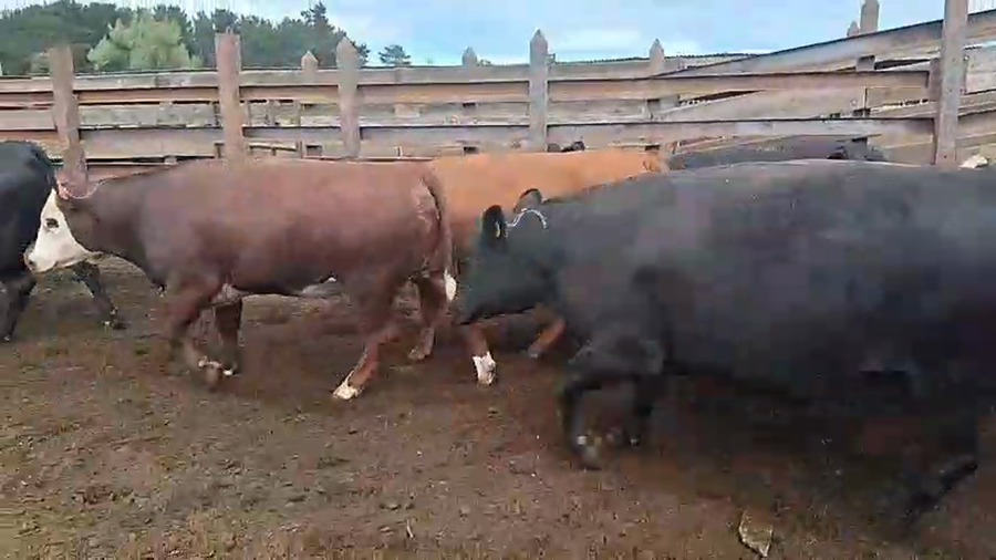 Lote 16 Vaquilla Gorda en Los Ángeles, VIII Región Biobío