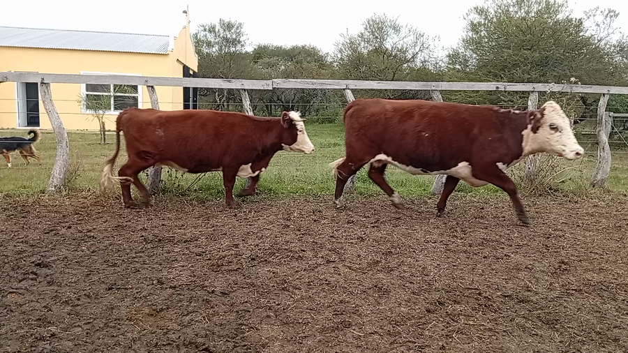 Lote 50 Vacas nuevas Preñadas