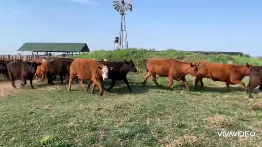 Lote 33 Vacas nuevas y VAQ C/ gtia de preñez