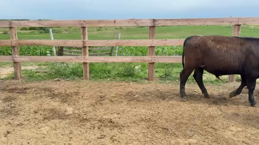 Lote NOVILLOS 1 a 2 AÑOS