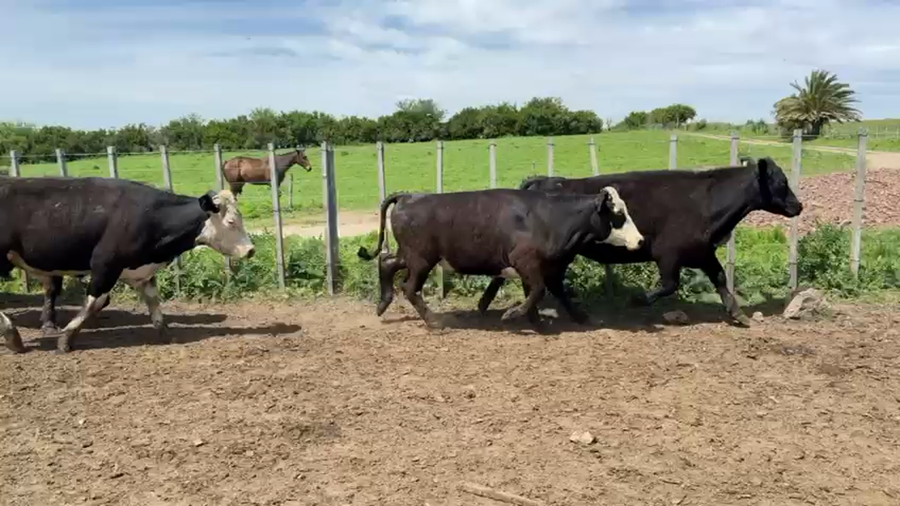 Lote NOVILLOS 1 a 2 AÑOS