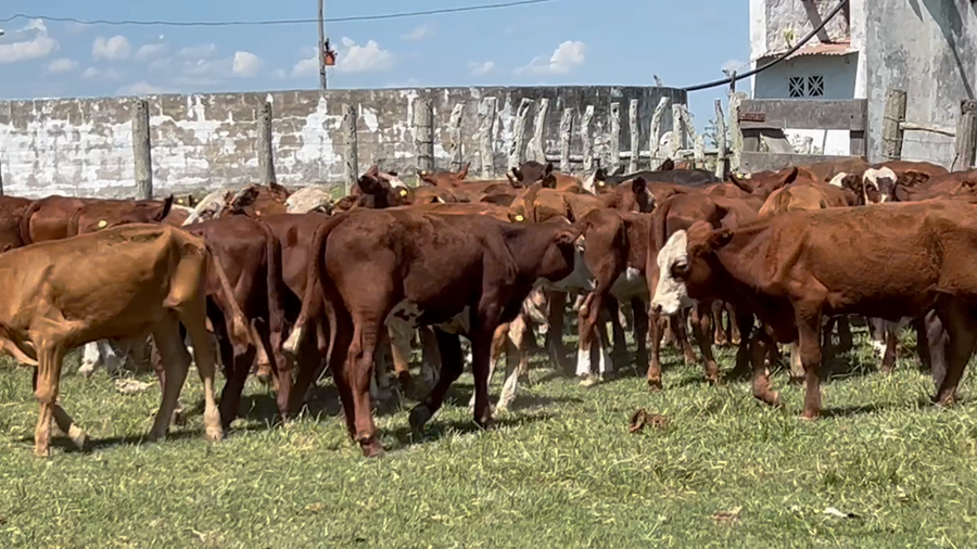 Lote 62 Terneros en Corrientes, Concepción