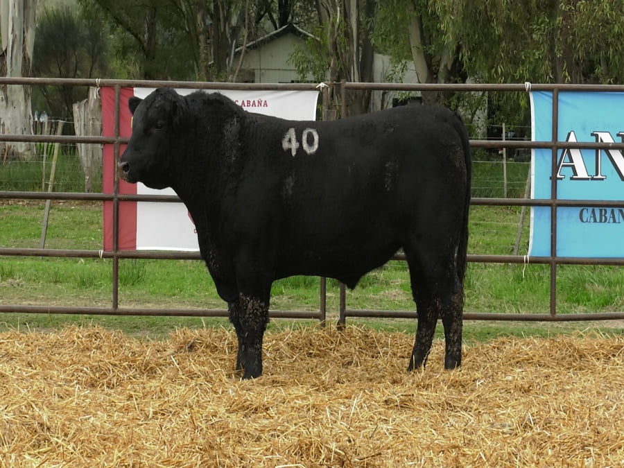 Lote TOROS ANGUS NEGROS PC