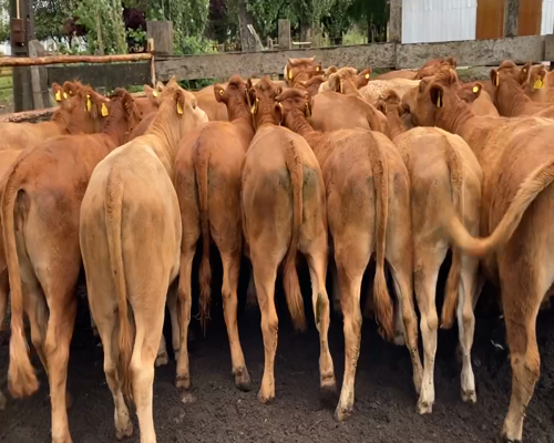 Lote 29 Vaquilla Engorda en Puerto Octay, X Región Los Lagos