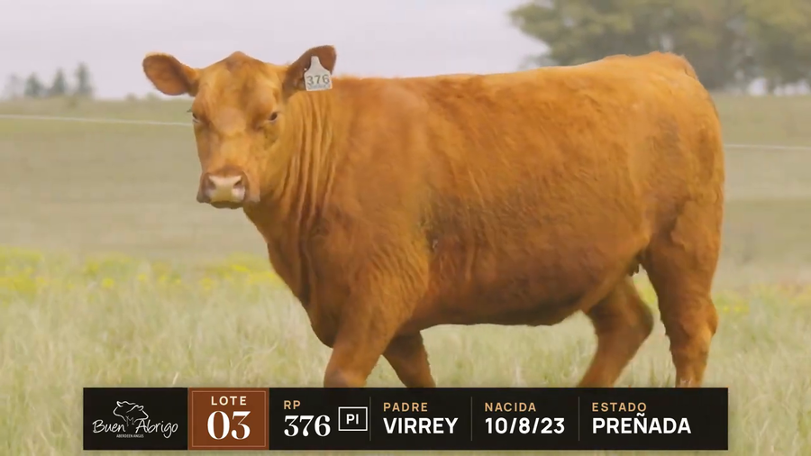 Lote LOTE 03 · VACA PI PREÑADA · RP 371, 376