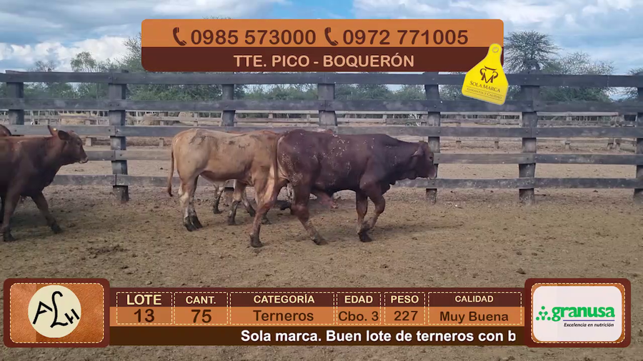 Lote Terneros Cbo 3