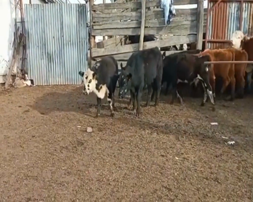 Lote (Vendido)12 Terneros AA,  He y Cruza a remate en 1º Remate Virtual 140kg -  en Cerro