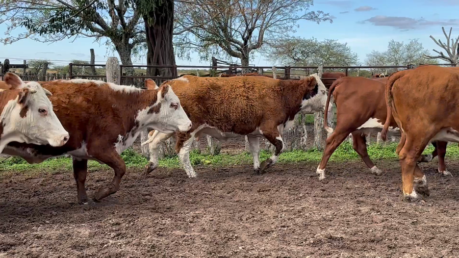 Lote 16 Vacas p/ invernar en Corrientes, Curuzu Cuatia