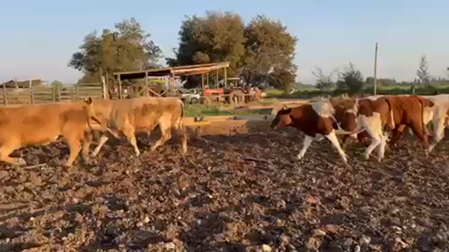 Lote 45 Novillo Gordo en Linares, VII  Región Maule