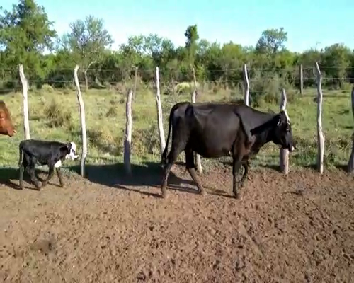 Lote 28 Vacas nuevas C/ cria en Federal, Entre Ríos