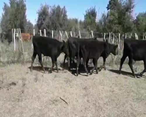 Lote 140 Terneros/as en Villaguay, Entre Ríos