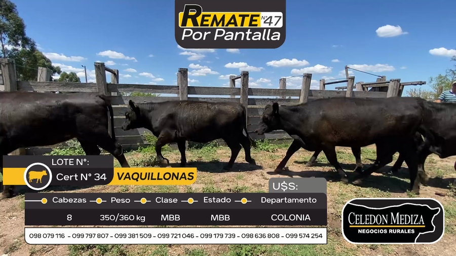 Lote 8 Vaquillonas  en Tarariras, Colonia