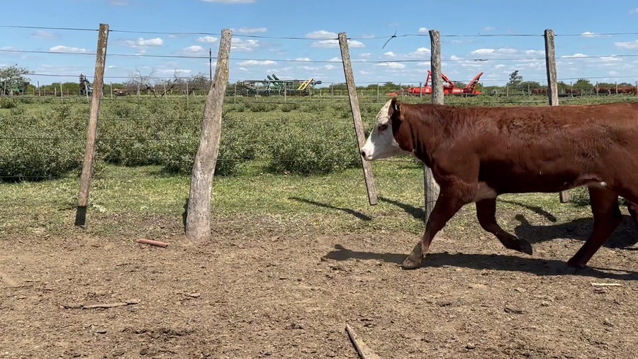Lote 98 Terneras en Entre Ríos, San Jaime