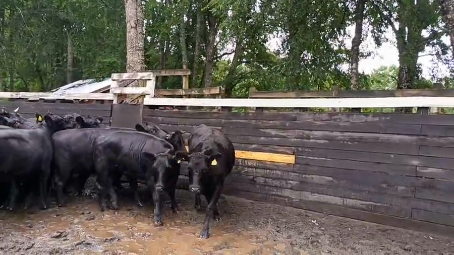 Lote 15 Vaquilla Engorda en Villarrica, IX Región Araucanía