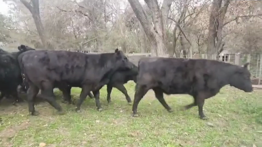 Lote 20 Vaquillonas C/ gtia de preñez
