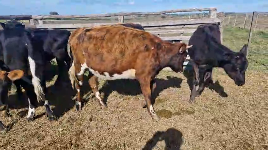 Lote 11 Terneras a remate en Pantalla Camy, San José