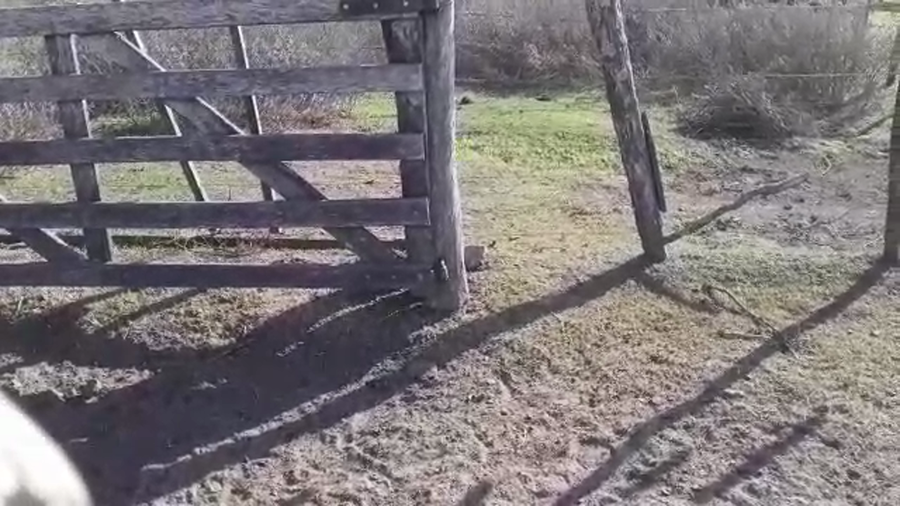 Lote 270 Terneros/as en La Paz, Entre Ríos