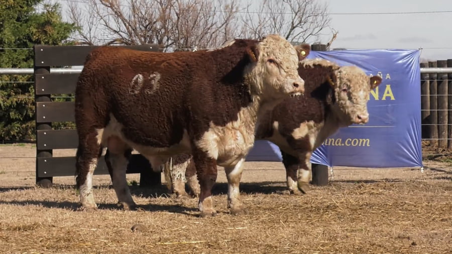 Lote TOROS P. HEREFORD PURO REGISTADRO