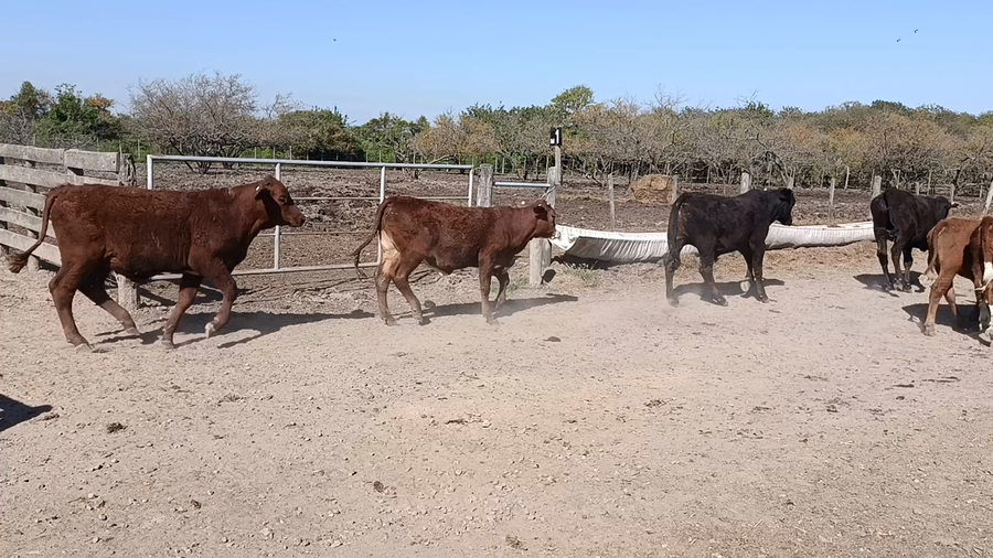 Lote 70 Terneros Braford y sus cruzas en Cululú, Santa Fe