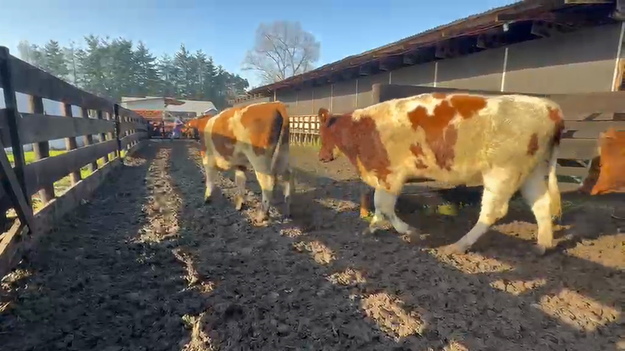 Lote 25 Vaquilla Engorda en Osorno, X Región Los Lagos