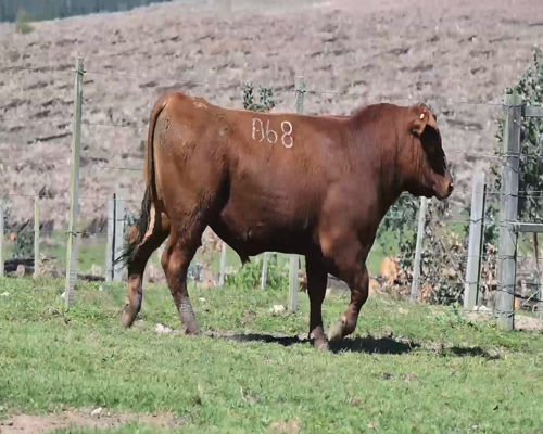 Lote TORO 068
