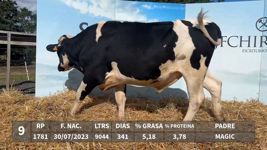 Lote LOTE 9 - RP 1781 - MAGIC x KAROLINE 847 JUGGERNAUT FREE
