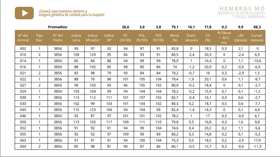 Lote Vientres tatuadas MO