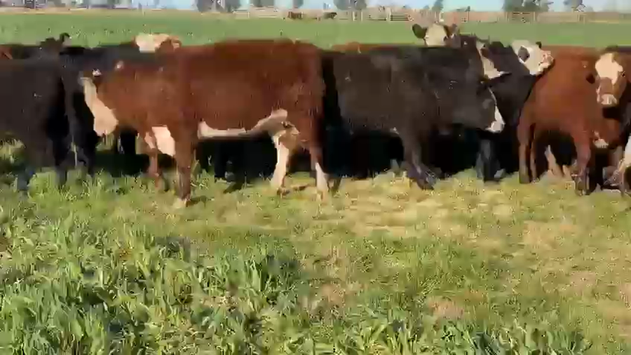 Lote 130 Terneras