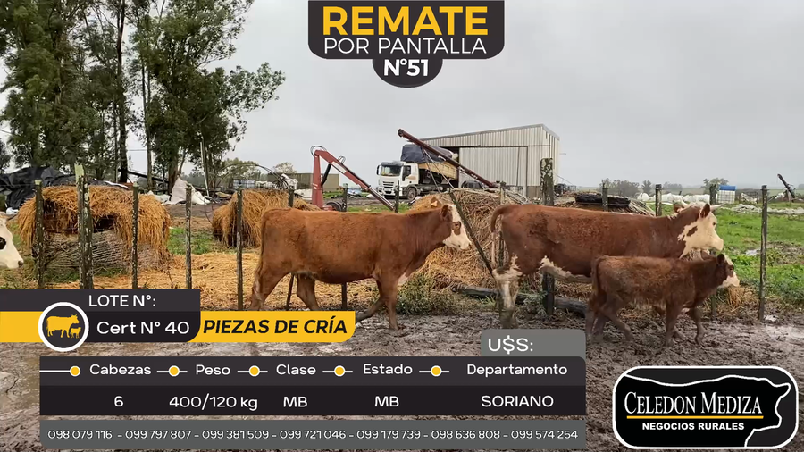 Lote 6 Piezas de cría en Cuchilla del Perdido, Soriano