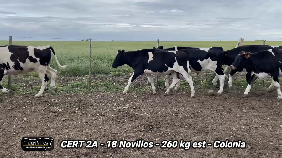 Lote 18 Novillos 1 a 2 años en Miguelete, Colonia