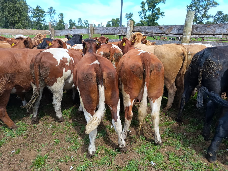 Lote 55 Vaquilla Engorda en Los Lagos, XIV Región Los Ríos