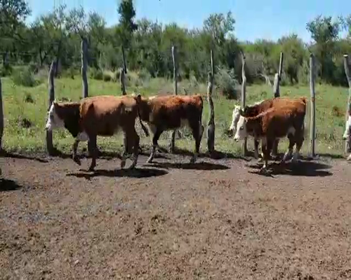 Lote 54 Terneros/as en Federal, Entre Ríos