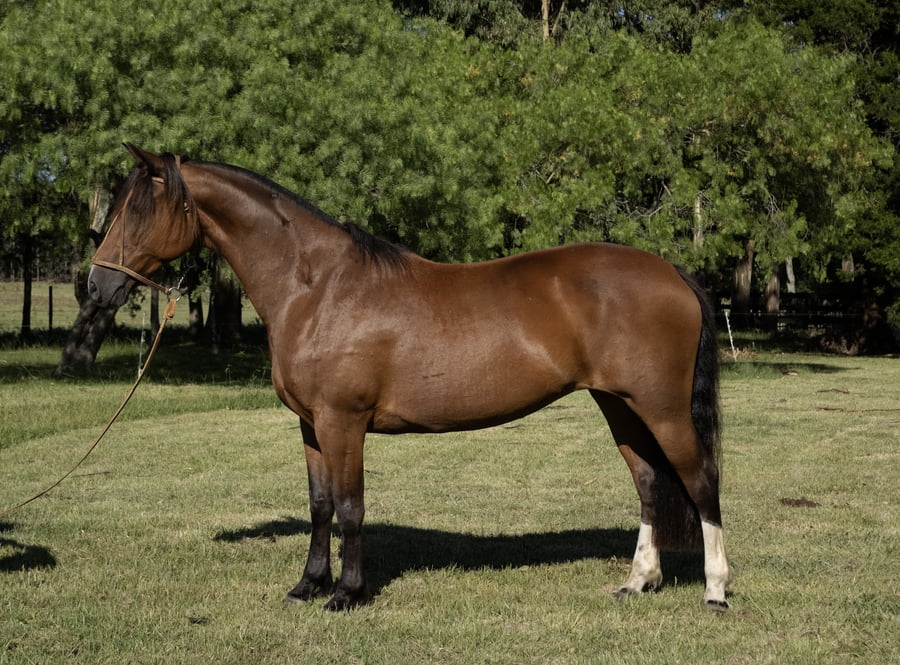 Lote PORAL ANTÁRTICA 780