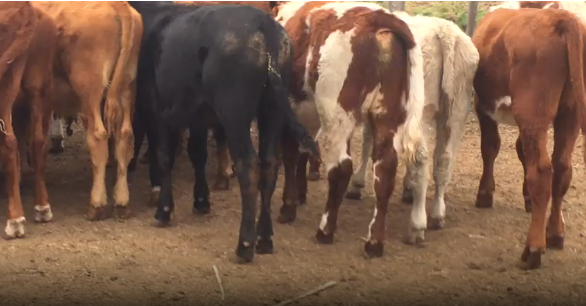 Lote 20 Terneros en San José