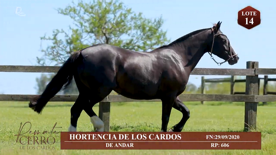 Lote HORTENCIA DE LOS CARDOS