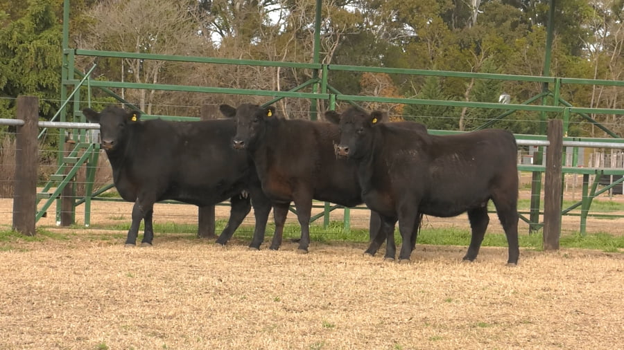 Lote VAQ. ANGUS PC NEGRAS PREÑADAS PARICION PRIMAVERA