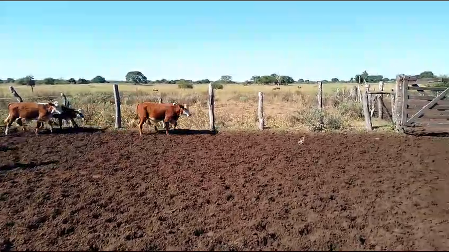 Lote 75 Terneros/as