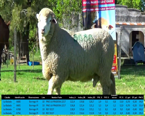 Lote 4 Borregos a remate en La Señal del Futuro , Tacuarembó