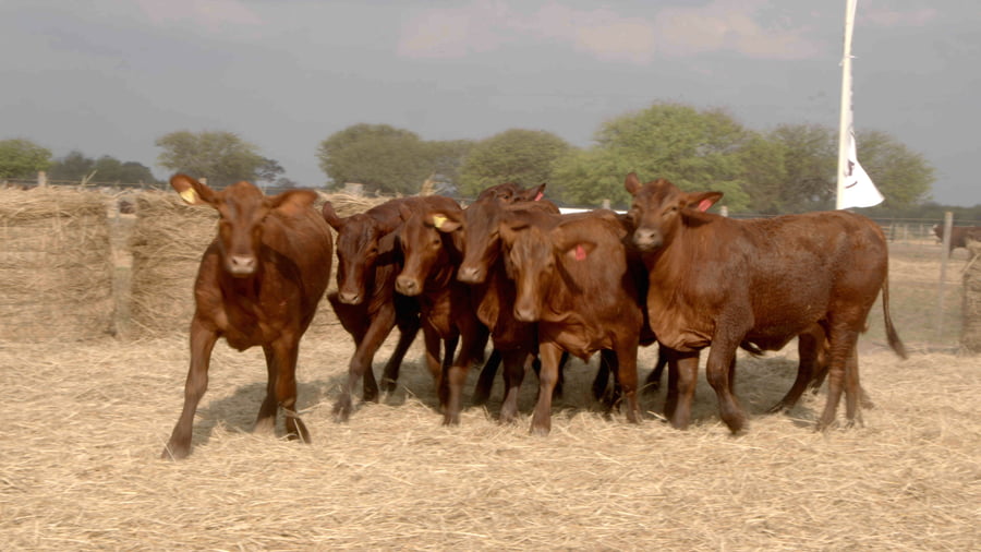 Lote Vaquillas CBO. 1 PREÑADAS