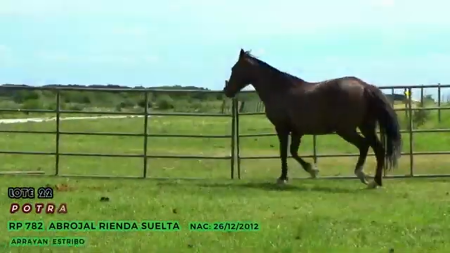 Lote Abrojal Rienda Suelta